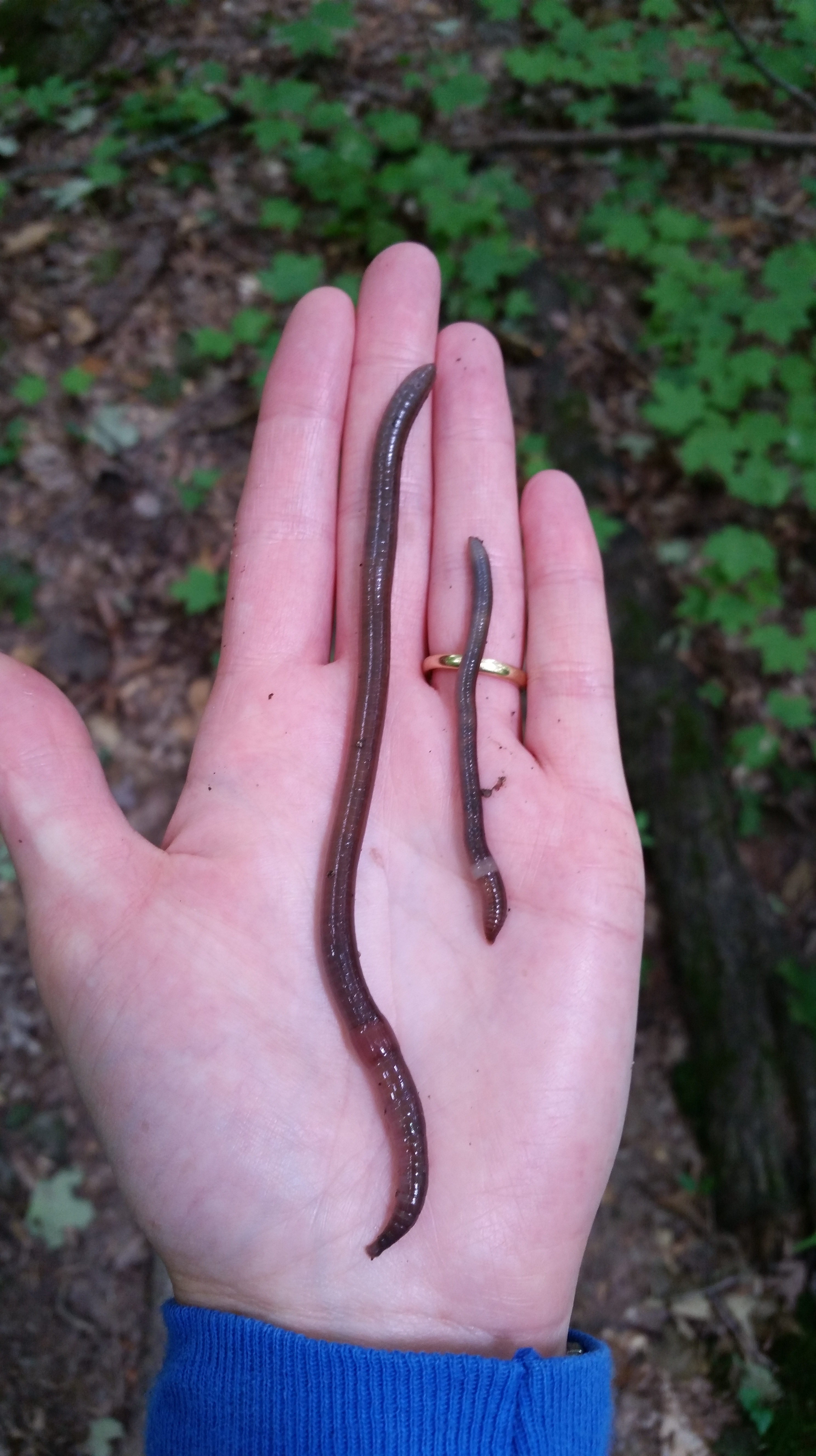 Wisconsin Worms Jumping Worms Have Invaded Wisconsin Smart News Jumping Worms